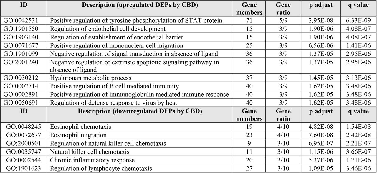 Results of GO enrichment analysis of biological processes performed on the upregulated and downregulated protein-protein interaction networks of the differently expressed proteins (DEPs) induced by cannabidiol (CBD, 1 µg/mL)