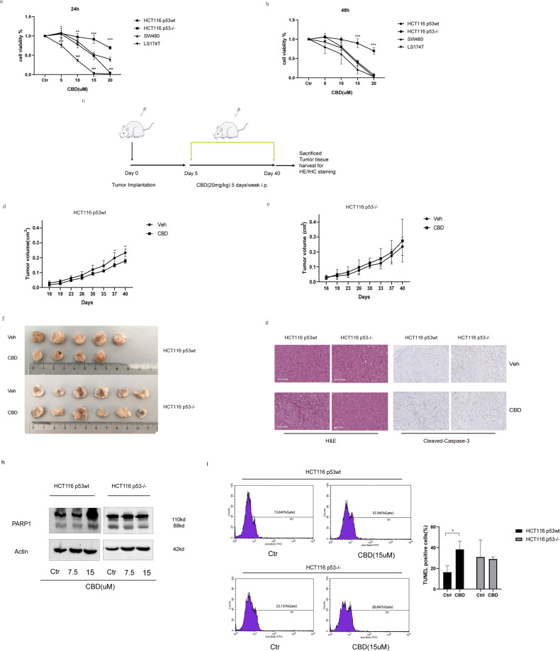 CBD reduces the viability of p53wt CRC cells in vitro and inhibits tumor growth in vivo.a, b Cell viability was determined using CCK8 assay kit 24 h (left) or 48 h (right) after CBD treatment. Data are expressed as the percentage of cell viability compared to control. Statistical differences of HCT116 p53−/− was evaluated by compared to HCT116 p53wt (*p ≤ 0.05, **p ≤ 0.01 and ***p ≤ 0.001) and LS174T compared to SW480 (#p ≤ 0.05, ##p ≤ 0.01 and ###p ≤ 0.001). Two-way ANOVA was used for analysis. Results represent the mean values of three independent experiments (n = 3). c Schematic diagram of workflow for data in vivo. d–g HCT116 cells were subcutaneously implanted into SCID mice which received vehicle alone or CBD (20 mg/kg) intraperitoneally 5 times per week over 5 weeks. Tumor size (d, e) were measured twice per week. f Representative examples of tumors treated either with vehicle or CBD are illustrated. g The hematoxylin and eosin (H&E) stained sections for observation of morphological changes in cells and immunohistochemistry of mice tumor tissue for detection of cleaved-caspase 3 to identify apoptotic cells directly after CBD treatment (Scale bar: 100 μm). h Immunoblot analysis of cytosolic PARP1 and cleaved-PARP1 expression in HCT116 p53wt and HCT116 p53−/− cells 24 h after CBD treatment. i TUNEL assay has been performed to detect apoptotic cells after CBD treatment using a colorimetric TUNEL system. t-Test was used. Statistical differences of each group were evaluated by comparing the control (*p ≤ 0.05, **p ≤ 0.01 and ***p ≤ 0.001) or to the other group (#p ≤ 0.05, ##p ≤ 0.01 and ###p ≤ 0.001). All data are expressed as the mean ± SD of three independent experiments.