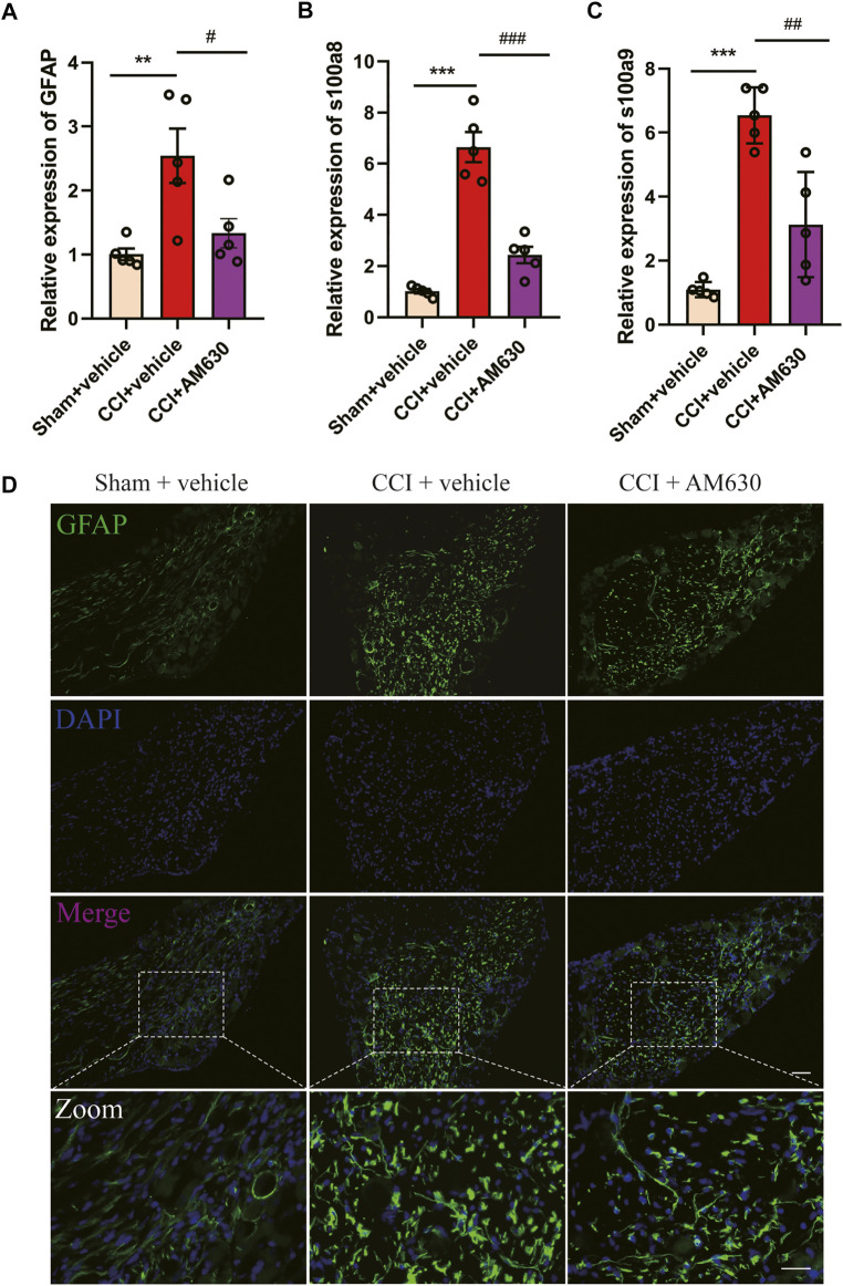 AM630 ameliorates neuropathic pain by inhibiting overactivation of astrocytes and neuroinflammation. (A–C) Real-time PCR data showing the mRNA level of glial fibrillary acidic protein (GFAP), s100a8, s100a9 (n = 5 samples/group); the endogenous reference control was gapdh, and the mean value of CB1cKO sham group was set to 1. *p < 0.05, **p < 0.01, ***p < 0.001, compared with CB1cKO sham + vehicle group; #p < 0.05, ##p < 0.01, ###p < 0.001, compared with CB1cKO chronic constriction injury (CCI) + vehicle group, one-way ANOVA with Bonferroni test. (D) Representative immunofluorescence images of GFAP (green) in dorsal root ganglion (DRG) display activation of astrocytes. ×20, scale bar, 100 μm; zoom, scale bar, 50 μm.