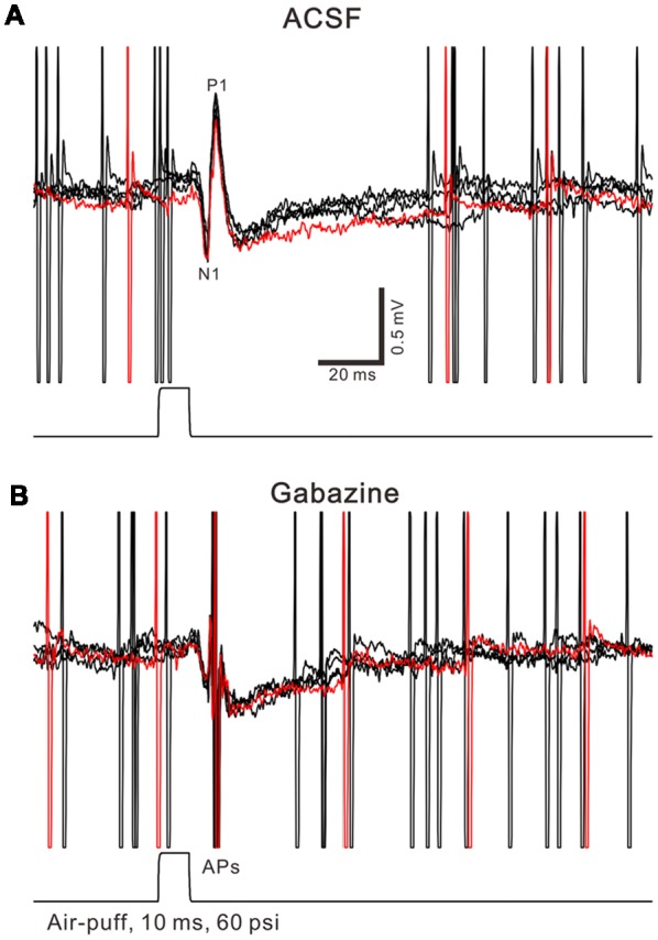 Property of facial stimulation-evoked responses in cerebellar Purkinje cells (PCs). (A) Under cell-attached recording conditions (current-clamp mode; I = 0 pA), superposition of five sweeps shows a cerebellar PC in response to the tactile stimulation (bar, 10 ms) in artificialcerebrospinal fluid (ACSF). (B) The superposition of five sweeps shows the PC in response to the tactile stimulation (bar, 10 ms) in the presence of gabazine (50 μM). APs denote action potentials.