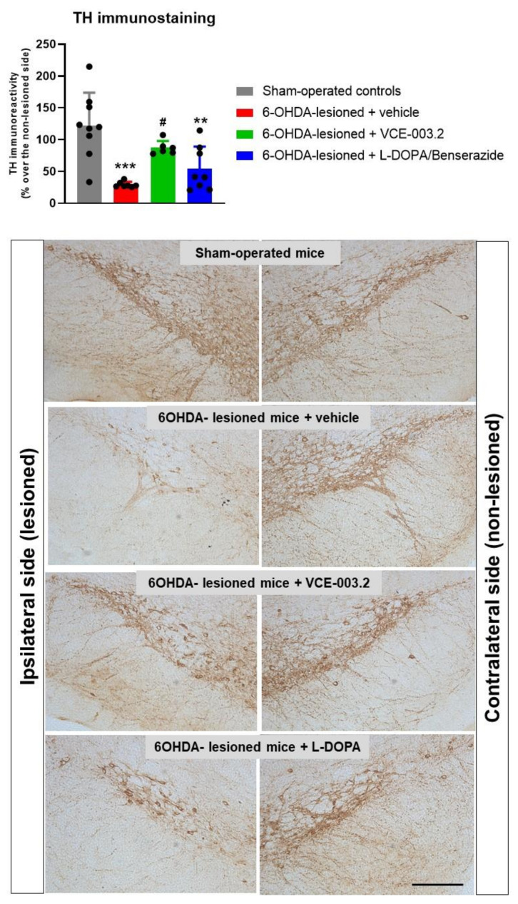 TH immunoreactivity levels (expressed as % over the contralateral non-lesioned side) in the substantia nigra of 6-OHDA-lesioned mice treated with VCE-003.2 (at an oral dose of 20 mg/kg), L-DOPA/benserazide (at an i.p. dose of 2 mg/kg) or vehicle (sesame oil or 0.9% saline, respectively), and the corresponding controls. The figure also includes representative microphotographs of ipsi-lateral lesioned and contralateral non-lesioned sides for each experimental group (scale bar = 200 µm). Data corresponded to 24 h after the last dose of VCE-003.2 (2 weeks of daily treatment) or L-DOPA (1 week of daily treatment). Values are mean ± SD, and were analyzed by one-way ANOVA followed by the Tukey test (** p < 0.01, *** p < 0.005 versus vehicle-treated sham mice; # p < 0.05 versus vehicle-treated 6-OHDA-lesioned mice).
