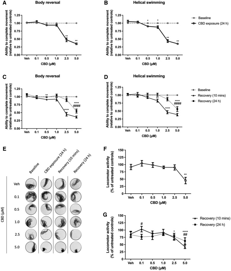 The effect of 24-hr exposure to 0–5 µM cannabidiol (CBD) on Lumbriculus variegatus behavior. Lumbriculus variegatus were exposed to CBD (0–5 µM) for 24 hr and tested for the ability of tactile stimulation to elicit (A) body reversal or (B) helical swimming. Following removal of CBD, the ability of L. variegatus to perform (C) body reversal or (D) helical swimming was tested after 10 min and 24 hr. Data are expressed as a ratio of the movement score after exposure relative to the movement score at baseline. (E) Representative superimposed images analyzed in ImageJ showing the effect of 24 hr of exposure to CBD on locomotor activity measured before CBD exposure (Baseline), after 24-hr exposure to 0–5 µM CBD (CBD Exposure [24 hr]), 10 min after CBD removal (Recovery [10 min]) and 24 hr after CBD removal (Recovery [24 hr]). Quantification of the area covered by L. variegatus following (F) 24 hr of exposure to 0–5 µM CBD and (G) removal of CBD for 10 min (Recovery [10 min]) and 24 hr (Recovery [24 hr]), expressed as a percentage of the locomotor activity at baseline. Analyses were conducted by comparing CBD exposure conditions with baseline conditions by paired nonparametric two-tailed t-test for stereotypical movement assays and paired parametric two-tailed t-test for locomotor activity. A two-way analysis of variance with Dunnett’s posttest was used to analyze 10-min and 24-hr recovery time points compared with baseline conditions for L. variegatus. */# p < 0.05, **/## p < 0.01, ****/#### p < 0.0001; where * refers to statistical significance between Baseline and CBD Exposure (24 hr) or statistical significance between Baseline and Recovery (10 min), # refers to statistical significance between Baseline and Recovery (24 hr). Error bars represent the SEM, n = 8 with a single L. variegatus exposed to each concentration. Veh = 0.5% (v/v) dimethyl sulfoxide in artificial pond water.