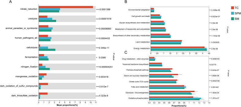 Bar charts comparing mean proportions of different metabolic processes among three groups: TC, SPM, and SM. Chart A focuses on functions like nitrate reduction and cellulolysis. Chart B highlights categories like environmental adaptation and energy metabolism. Chart C covers pathways such as drug metabolism and glycolysis. P-values are indicated for statistical significance.