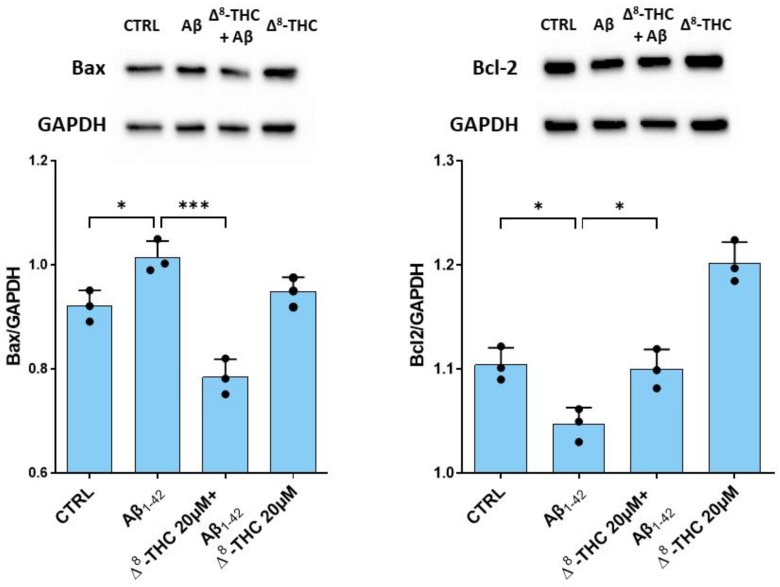 Western blot for Bax and Bcl-2. Aβ1-42 treatment caused an increase in Bax and a reduction in Bcl-2 protein levels. Δ8-THC treatment restored protein levels of Bax and Bcl-2. N = 3 independent experiments. The results are expressed by mean ± standard deviation (SD). * p < 0.05; *** p < 0.001.