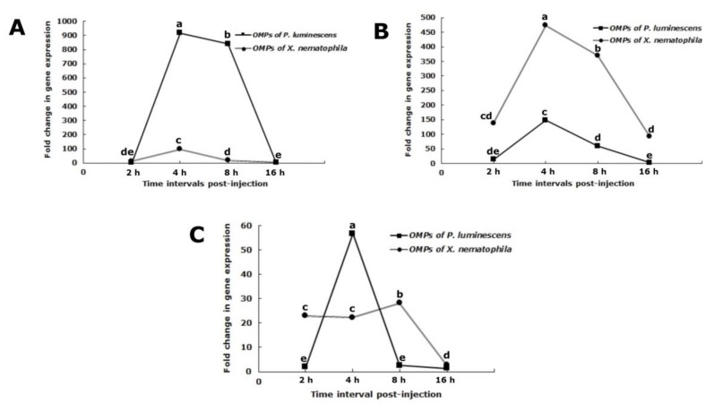 Changes in the patterns of the expression of selected inducible antimicrobial genes in fifth instar larvae of Spodoptera exigua after injection with outer membrane proteins of Xenorhabdus nematophila or outer membrane proteins of Photorhabdus luminescens, (A) attacin, (B) cecropin, (C) spodoptericin. Each measurement consists of eight replications. The vertical bars represent the standard deviations of the means. Different letters above the error bars indicate a significant difference of interactive effect means between outer membrane proteins types × interval times at α = 0.05 (Slicing test).