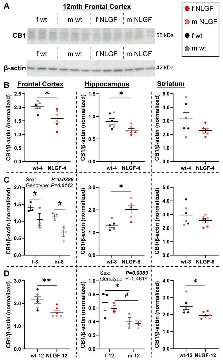 A) Representative blot of CB1 and β-actin. B) In 4-month AppNL-G-F mice, CB1 protein levels are significantly reduced in the frontal cortex and hippocampus, and trending down in the striatum. C) At 8-months, AppNL-G-F mice exhibit reduced frontal cortex CB1, compensation in the hippocampus, and no change in the striatum. D) At 12-months, CB1 is significantly reduced in the AppNL-G-F frontal cortex and striatum, but not the hippocampus. Sex differences were detected in the 8-month frontal cortex and 12-month hippocampus, with less CB1 protein in males in both cases. Normalized protein values are relative to exposure time and should not be compared between gels and graphs. Within each region, 4- and 12-month mice were on the same gels; see Figure S12 for age comparisons. Mean+/-SEM (n = 5-6/genotype/age). Abbreviations: CB1: cannabinoid receptor 1; kDa: kilodalton; m/f: male, female; NLGF: AppNL-G-F; wt: wild-type.