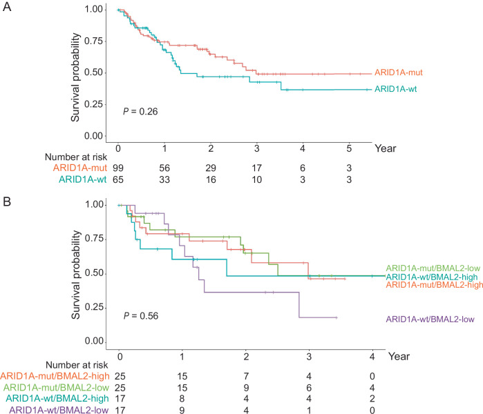 BMAL2 function may be independent of ARID1A status in OCCC.(A) Kaplan–Meier overall survival (OS) analysis of OCCC patients grouped by ARID1A status. ARID1A-mut group (n = 99) is indicated by the red line; ARID1A-wt group (n = 65) is indicated by the cyan line. P = 0.26. The P value was determined by the log-rank test. (B) Kaplan–Meier OS analysis of ARID1A-mut and ARID1A-wt OCCC patients grouped by BMAL2 expression level. The first (BMAL2-high) and fourth (BMAL2-low) quartiles, both within and between ARID1A-wt (n = 17 for each group) and ARID1A-mut (n = 25 for each group) cases, were compared. ARID1A-mut/BMAL2-high group (n = 25) is indicated by red line; ARID1A-mut/BMAL2-low group (n = 25) is indicated by green line; ARID1A-wt/BMAL2-high group (n = 17) is indicated by cyan line; ARID1A-wt/BMAL2-low group (n = 17) is indicated by purple line. P = 0.56. The P value was determined by the log-rank test.