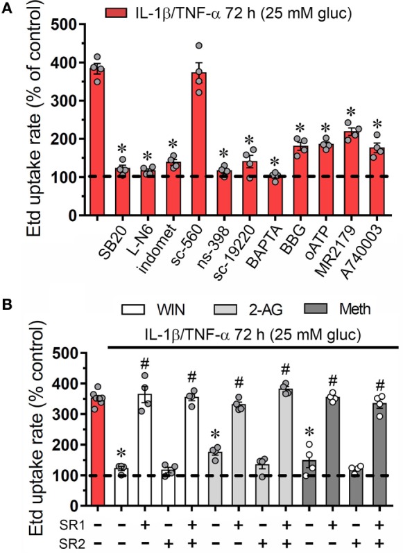 Endothelial connexin 43 (Cx43) hemichannel opening evoked by high glucose and IL-1β/TNF-α depends on Ca2+ signaling and activation of p38 MAPK/inducible NO synthase/COX2-dependent pathways and EP1/P2 receptors: prevention by cannabinoids. (A) Averaged Etd uptake rate normalized with control conditions (5 mM glucose, dashed line) of EAhy cells treated for 72 h with 25 mM glucose and IL-1β/TNF-α alone or in combination with the following agents: 10 µM SB203580, 1 µM L-N6, 15 µM indometacin (indomet); 1 µM sc-560; 5 µM ns-398; 20 µM sc-19220, 10 µM BAPTA, 10 µM Brilliant blue G (BBG), 200 µM oxidized ATP (oATP), 10 µM MRS2179; and 10 µM A740003. *p < 0.05, effect of blockers compared to IL-1β/TNF-α and high glucose [one-way analysis of variance (ANOVA) followed by Tukey’s post hoc test]. (B) Averaged Etd uptake rate normalized with control conditions (5 mM glucose, dashed line) by EAhy cells treated for 72 h with 25 mM glucose and IL-1β/TNF-α (red bar) alone or in combination with the following cannabinoids: WIN (5 µM, white bars), 2-arachidonylglycerol (5 µM, light gray bars), and Meth (5 µM, dark gray bars). It is also shown the effect of the respective cannabinoid co-treatment with the CB1 or CB2 receptor antagonist, SR-141716A (5 µM) and/or SR-144528 (5 µM), respectively. *p < 0.05, effect of each cannabinoid compared to the effect induced by 72 h treatment with IL-1β/TNF-α and high glucose; #p < 0.05, effect of each cannabinoid receptor antagonist compared to the effect of the respective cannabinoid (one-way ANOVA followed by Tukey’s post hoc test). Data were obtained from at least three independent experiments (see scatter dot plot) with four repeats each one (≥35 cells analyzed for each repeat).