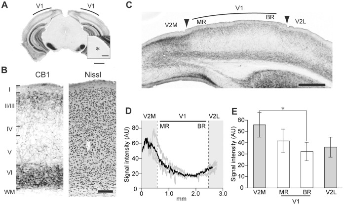 Distribution of CB1 in the visual cortex.(A) Low-magnification image of a coronal section of mouse brain at P30, immunostained for CB1. Inset, magnified view of LGN (*). Scale, 1 mm and 250 µm (inset). (B) Layer distribution of CB1 immunoreactivity in V1 (CB1). Layer boundaries were determined in neighboring Nissl-stained sections (Nissl). Scale, 100 µm. (C) Regional distribution of CB1 immunoreactivity in the visual cortex. Arrowheads indicate the boundaries between V1 and V2, determined in Nissl-stained sections. V2M: secondary visual cortex medial area, V2L: secondary visual cortex lateral area, MR: monocular region, BR: binocular region. Scale, 500 µm. (D) Horizontal profiles of CB1 immunoreactivity across the visual cortex. Signal intensity was measured in layer II/III. Dotted lines indicate region boundaries. The gray lines represent the profiles in individual sections obtained from an animal, and the black line represents the mean of them. AU indicates arbitrary units. (E) Mean signal intensity of CB1 in each visual cortical region. The error bars indicate SEM (n = 5 animals, one-way repeated measured ANOVA, p<0.05, post hoc Tukey’s test, *: p<0.05).