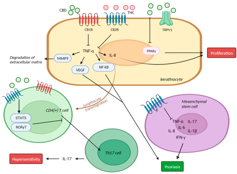 Mechanism of action of cannabinoids in psoriasis CBD inhibited TNF-α-induced NF-κB transcription, which plays important role in psoriasis, and keratinocyte proliferation through PPAR-γ. CB2R deficiency inhibited the differentiation of CD4 T cells through STAT5/ROR γ T. Human mesenchymal stem cells express all of the components of endocannabinoid system, including CB1R/CB2R. And CB2R stimulation reduced pro-inflammatory cytokines in mesenchymal stem cells. MMP: matrix metallopeptidase; Th17: T-helper 17 cell; TNF-α: tumor necrosis factor; CBD: cannabidiol; THC: Δ-9-tetrahydrocannabinol; TRPV: transient receptor potential vanilloid; NF-κB: nuclear factor kappa-light-chain-enhancer of activated B cells; PPAR-γ: peroxisome proliferator-activated receptor; ROR: AR-related orphan nuclear receptor. This figure was created with Biorender at www.biorender.com (accessed on 21 August 2023).
