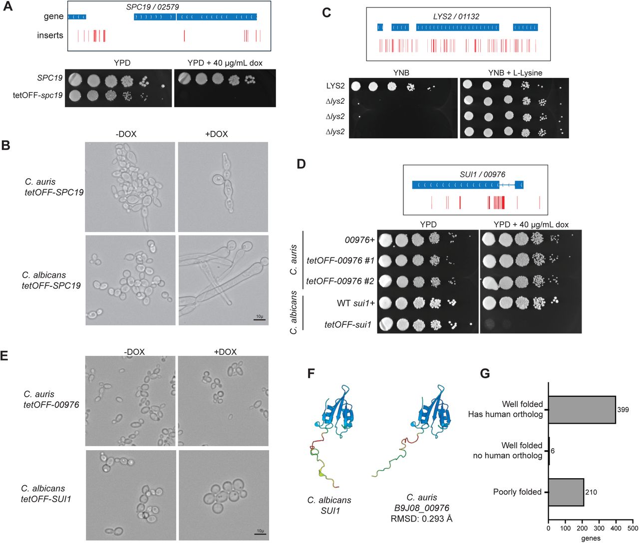 Validation of C. auris gene essentiality.a, IGV tracks for the SPC19 locus and a spot plate showing growth for the indicated strains under a tetOFF promoter in the presence or absence of doxycycline. b, Morphology of the tetOFF-SPC19 strains C. albicans and C. auris in the presence or absence of doxycycline in YPD. c, IGV tracks at the LYS2 locus and a YNB agar spot plate showing growth in the presence or absence of lysine. d, IGV tracks for the SUI1 locus and a spot plate showing growth for the indicated strains under a tetOFF promoter in the presence or absence of doxycycline. e, Morphology of the indicated strains in the presence or absence of doxycycline. f, Alphafold-predicted structures of the C. auris or C. albicans Sui1 proteins. g, Structural analysis of C. auris essential genes identifies candidates without structural orthologs in humans.