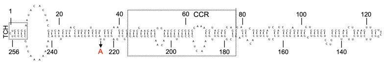 Secondary structure prediction of the HLVd-type species. The boxed regions are the terminal conserved hairpin (TCH) and Central Conserved Regions (CCR). The arrow indicates the U225A point mutation observed in the HLVd isolated from a commercial hop gardens of China.