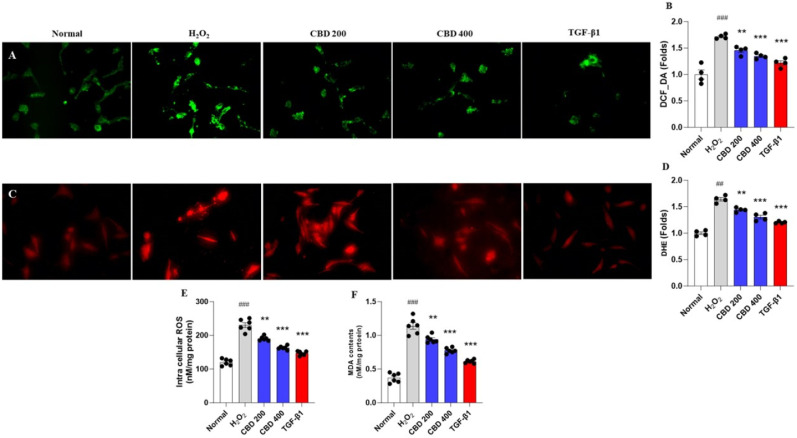 Protective effects of CBD on cellular oxidative stress. (A) Fluorescence images for the detection of DCF_DA and (B) quantification. (C) Detection of DHE using fluorescence images and (D) quantification analysis. (E) Intracellular ROS levels and (F) MDA contents from protein lysates. Images were captured by a fluorescence filter equipped with microscopy conditions (200×). Data are expressed as mean ± S.E.M (n = 4 to 6 for each group). ##p < 0.01 and ###p < 0.001 vs. normal group; **p < 0.01 and ***p < 0.001 vs. H2O2 group.