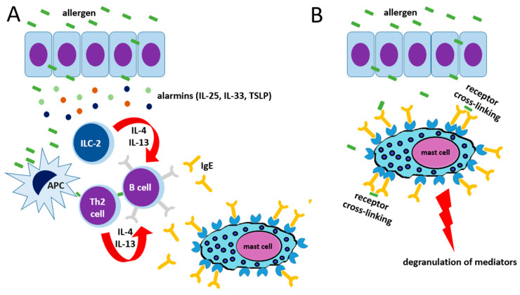 (A) Sensitization phase. Allergens penetrate through the epithelial surface, triggering the release of alarmins, which start the type 2 inflammation program by inducing type 2 innate lymphoid cells (ILC-2) to release interleukin(IL)-4 and IL-13 and favoring T helper 2 (Th2) cell development by antigen-presenting cells (APCs). IL-4 and IL-13 drive an isotype switch towards IgE in B cells, with consequent release of IgE able to bind high-affinity receptors (FcεRI) on mast cells. (B) Effector phase. Subsequent exposure to the same allergens directly triggers receptor cross-linking via IgE binding on the mast cell surface, leading to cell degranulation and the consequent clinical effects depending on the target organ involved in the hypersensitivity reaction.