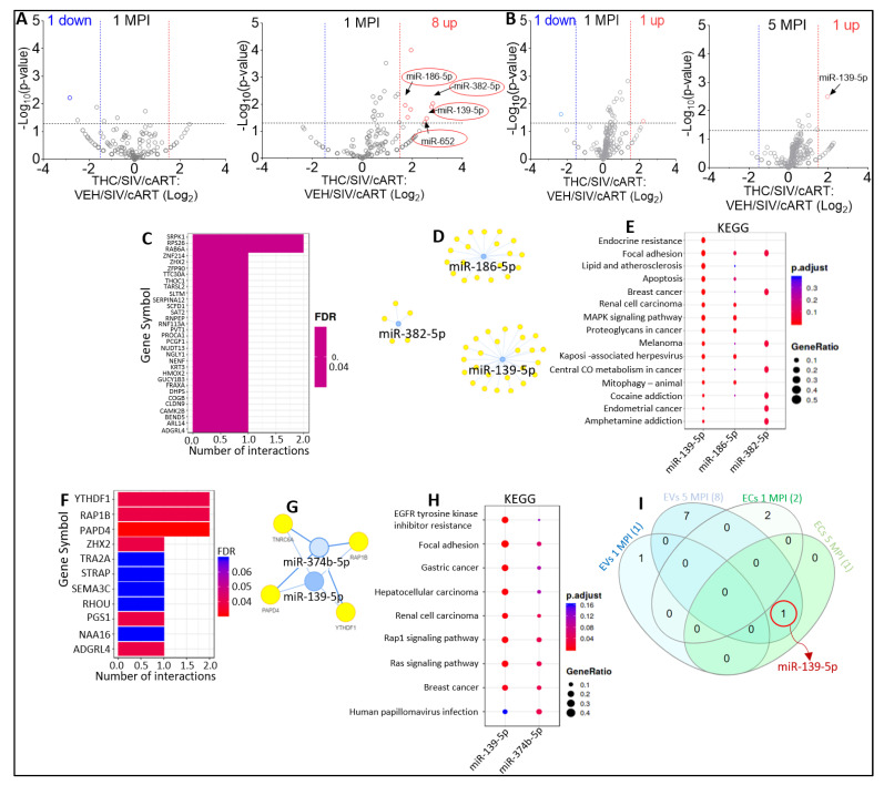 Alterations in miRNA profile of THC-treated SIV-infected cART-treated RMs. (A) Volcano plot showing down-(blue) regulated and up-(red) regulated miRNAs in THC/SIV/ART EVs relative to VEH/SIV/ART EVs at 1 MPI (left) and 5 MPI (right). Red circle indicates miRNAs (miR-186-5p, miR-382-5p, miR-139-5p, and miR-652) suppressed by ART treatment of SIV-infected macaques. (B) Volcano plot showing down-(blue) regulated and miRNAs in THC/SIV/ART ECs relative to VEH/SIV/ART ECs at 1 MPI (left) and 5 MPI (right). (C) miRNA-target enrichment analysis showing top target genes by number of interactions for miR-186-5p, miR-382-5p, miR-139-5p. (D) Visualization of miRNA-target interaction network for miR-574, miR-374b-5p and miRA-139-5p. The blue circles represent the miRNAs, while the target genes are represented by the yellow circles. Pathways are represented by blue lines. (E) Dot plot of functional enrichment analysis for target genes of miR-186-5p, miR-382-5p, miR-139-5p. Color of dots represent adjusted p-values (FDR) and size of dots represents gene ratio (number of miRNA targets found enriched in each category/number of total genes associated to that category. (F) miRNA-target enrichment analysis showing top target genes by number of interactions for miR-139-5p and miR-374b-5p. (G) Visualization of miRNA-target interaction network for miR-139-5p and miR-374b-5p. The blue circles represent the miRNAs, while the target genes are represented by the yellow circles. Pathways are represented by blue lines. (H) Dot plot of functional enrichment analysis for target genes of miR-139-5p and miR-374b-5p. Color of dots represent adjusted p-values (FDR) and size of dots represents gene ratio (number of miRNA targets found enriched in each category/number of total genes associated to that category. (I) Venn diagram comparing significantly modulated miRNAs in EVs and ECs at 1 MPI and 5 MPI. Red circle indicates miR-139-5p that was significantly downregulated at 5 MPI in both EVs and ECs.