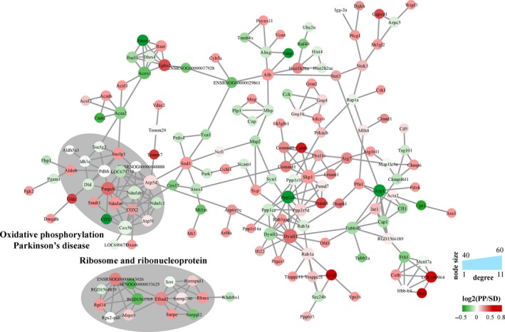 Protein‐protein interaction between DEPs. Proteins' expression ratio of PP/SD was marked with continuous colour mapper. Proteins enriched in oxidative phosphorylation Parkinson's disease and ribosome and ribonucleoprotein were marked in grey cycling