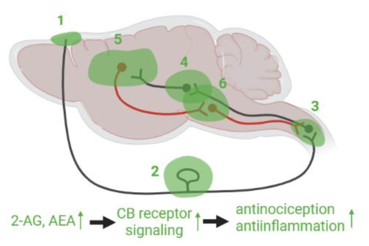 Hypothetical eCB mediated pain modulation in the PTH model. ECB signaling modulates nociceptive activation raised in TG neurons at (1) meninges by mast cells, macrophages and vascular cells, (2) TG with associated satellite glia cells, and (3) TNC. Nociceptive information ascends via the second order neurons innervating to (4) neurons in thalamus, amygdala, and other brainstem regions such as PAG where pain sensation was altered by CB receptor agonist or antagonist microinjection. Subsequently it is transited to (5) cortical regions such as mPFC and insular cortex. It is possible that eCB signaling has a substantial modulatory function, for instance through amygdala-mPFC-PAG pathway. In descending pathway, eCB system is deeply involved in the modulation via (6) PAG and RVM, and in (3) TNC. These brainstem regions integrate and process both ascending and descending pain signals via eCB system modulation.