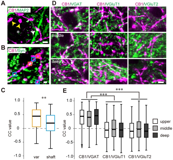 Synaptic localization of CB1 in V1.(A) Double immunofluorescent staining of CB1 (magenta) and MAP2 (green) in the upper layer of V1. CB1-positive varicosities presumably contact MAP2-positive dendrites (white arrowheads) and soma (asterisk, yellow arrowheads). Scale, 3 µm. (B) Double immunofluorescent staining of CB1 (magenta) and synaptophysin (green) in the upper layer of V1. Rectangles indicate the ROIs for the correlation coefficient (CC) analysis set on varicosities (orange) and shafts (blue) of CB1-positive structures. Scale, 1 µm. (C) Box and whisker plots showing the CC values of CB1 and synaptophysin in varicosities (var, n = 154 ROIs) and shafts (shaft, n = 140 ROIs). The horizontal lines show the 25th, 50th, and 75th percentiles, and the whiskers show the max and minimum values. Mann-Whitney U test, **: p<0.01. (D) Double immunofluorescent staining of CB1 (magenta) and VGAT, VGluT1, VGluT2 (green). Representative photographs of the upper layer (top row), middle layer (middle row), and deep layer (bottom row) of V1. Scale, 3 µm. (E) Box and whisker plots showing the CC values of CB1 and VGAT, VGluT1, or VGluT2 in each layer of V1 (n = 6 animals each; in the upper layer, n = 1226 ROIs (CB1/VGAT), 1203 ROIs (CB1/VGluT1), 1212 ROIs (CB1/VGluT2); in the middle layer, n = 492 ROIs (CB1/VGAT), 435 ROIs (CB1/VGluT1), 498 ROIs (CB1/VGluT2); in the deep layer, n = 1556 ROIs (CB1/VGAT), 1712 ROIs (CB1/VGluT1), 1492 ROIs (CB1/VGluT2)). The small circles indicate the outliers of the distribution of the CC values. In the box and whisker plots containing the outliers, the bottom of the whisker shows the value of the 25th percentile-1.5IQR. Statistical comparison among layers was performed by Bonferroni-corrected Mann-Whitney U test (***: p<0.00033).