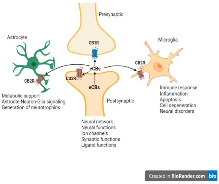 Endocannabinoid system CB2R’s neuro-immune crosstalk in neuropsychiatric disorders. We have used both IBA1 and CD11b antibodies, as IBA1 is a good marker that does not cross-react with neurons and astrocytes, while CD11b is a good marker for changes in microglia morphology.