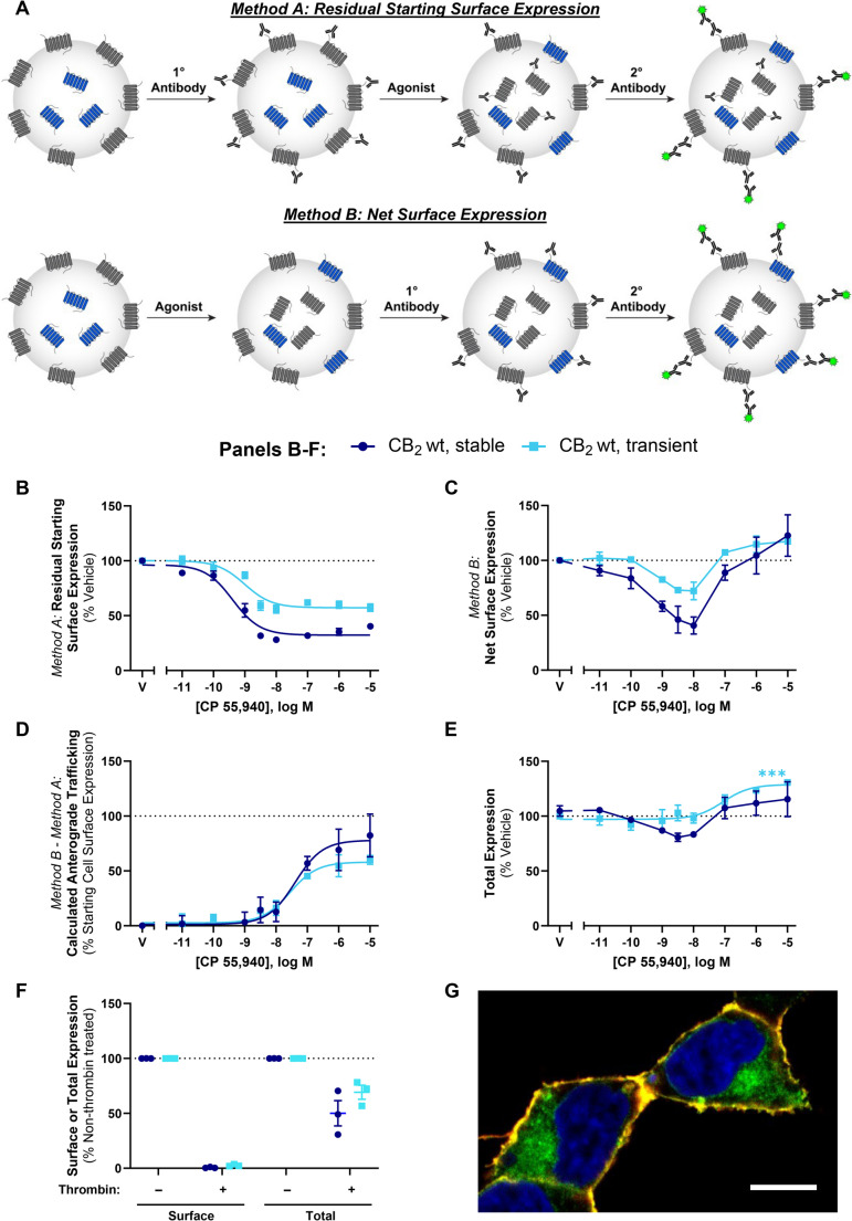 CB2 trafficking in response to CP 55,940. (A) Immunocytochemical approaches used to measure surface receptor expression. Method A - cells are labelled with primary antibody directed against an extracellular epitope tag on the receptor of interest, followed by stimulation with agonist. Cells are then incubated with secondary antibody under non-permeabilising conditions, to label residual primary antibody at the cell surface. Method B - cells are stimulated with agonist, then labelled with primary antibody to an extracellular epitope tag under non-permeabilising conditions. This labels receptors present at the cell surface at the end of drug stimulation. Cells are then fixed and secondary antibody applied. (B, C, E) HEK cells stably or transiently expressing hCB2 wt were treated with a CP 55,940 dilution series for 3 hours, and were labelled to measure (B) residual starting surface expression (Method A), (C) net surface expression (Method B), or (E) total receptor expression (i.e. primary antibody applied under permeabilising conditions to detect both cell surface and intracellular receptor). (D) Calculated anterograde trafficking (Method B – Method A). (F) Surface and total CB2 expression without and with exposure to thrombin (to cleave surface HA epitopes) prior to fixation. (B-F) Data are presented as mean ± SEM from three independent experiments. (G) Confocal image illustrating surface (red/yellow) and intracellular (green) CB2. Nuclei are stained blue. Scale bar, 10μm