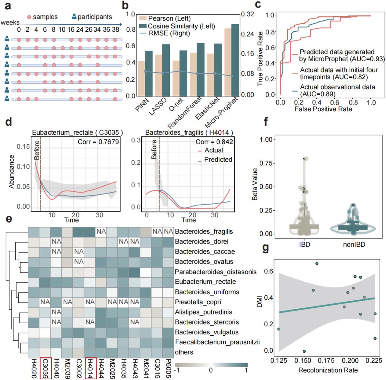 Microbial abundance predictions using the MicroProphet model on the IBD dataset.(a) Sampling time points for several patients in the IBD dataset. Each row represents a patient, and red dots indicate the actual measured time points. (b) Comparison of prediction performance for different methods. The left panel shows Pearson and Cosine Similarity metrics (in yellow and green respectively), while the right panel shows RMSE (in blue). (c) Classification performance for distinguishing IBD from non-IBD subjects. Employed random forest models to distinguish between IBD patients using three distinct datasets: the data predicted by MicroProphet combined with actual samples from the initial four time points (orange); actual samples only from the initial four time points (red); the actual observational dataset (green). (d) Predicted trajectories of Bacteroides uniformis and Eubacterium rectale. Line plots show the temporal abundance trajectories of Bacteroides uniformis and Eubacterium rectale for a single subject. The red lines represent the actual abundances, while the blue lines represent the predicted abundances. Shaded areas indicate confidence intervals for the predictions. The x-axis represents time, and the y-axis represents microbial abundance values. (e) Pearson correlation heatmap between actual and predicted microbial abundances for top-ranked species across subjects. Darker colors indicate higher correlations, whereas lighter colors represent lower correlations. “NA” values indicate cases where the microbial abundance was zero, making Pearson correlation calculation unavailable. (f) Linear regression analysis of microbiome stability over time. Blue represents non-IBD subjects, and green represents IBD subjects. Y-axis representing the Beta values from the analysis. (g) Correlation between the DMI index and bacterial recolonization rate. The x-axis represents the value of recolonization rate, and the y-axis represents the DMI value. RMSE, root mean squared error; DMI, degree of microbial individuality.