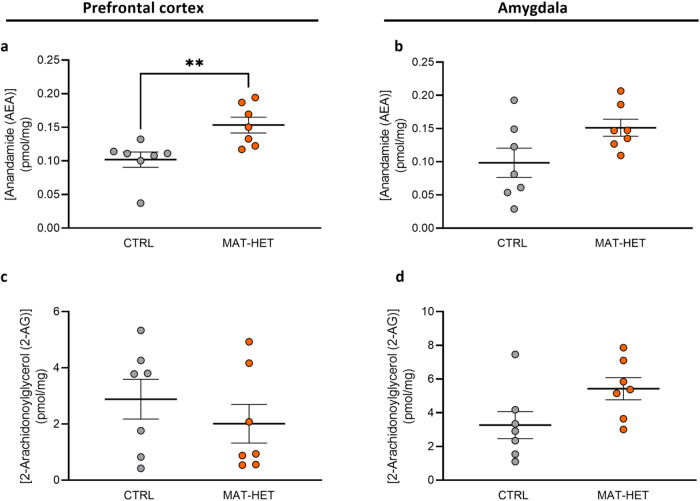Endocannabinoids content in selective rat brain regions.Anandamide (AEA) (a, b) and 2-Arachinonoylglycerol (2-AG) (c, d) levels in MAT-HET and CTRL rats’ PFC and AMY. Scattered plots represent individuals’ endocannabinoids levels expressed as pmol/mg. **p < 0.01 Mann–Whitney test.