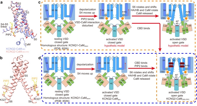 The CBD and PIP2 activation mechanism.a Structural comparison of VSDs from KCNQ2-CaMCBD and KCNQ2-CaMCBD-PIP2 when the whole channels are aligned. b PIP2 “pulls” S6 up by interaction with the Lys327 in S6. c The proposed CBD and PIP2 activation mechanism of KCNQ2 in vivo. d The proposed CBD and PIP2 activation model of KCNQ2 in vitro.