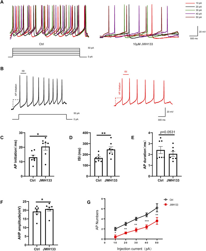 Effect of JWH133 on evoked firing of dopaminergic neurons in the SNc. Representative recordings (A)and summarized data (B) illustrated that JWH133 reduces evoked firing numbers of dopaminergic neuron when the neurons were injected 50 pA current. Representative recordings (C) and summarized data (C–G) illustrate that JWH133 increases ISI, AP initiation, AHP, and decreases AP numbers when neurons were injected with 50 pA current. (Figures 3C–F; paired t-test, ISI: t = 4.055, df = 6, P < 0.01; AP initiation: t = 3.392, df = 6, P < 0.05; AHP: t = 3.187, df = 6, P < 0.05; AP duration: t = 2.403, df = 6, P = 0.0531; AP number: t = 5.303, df = 6, P < 0.01). Data are presented as the mean ± SEM, compared with control.