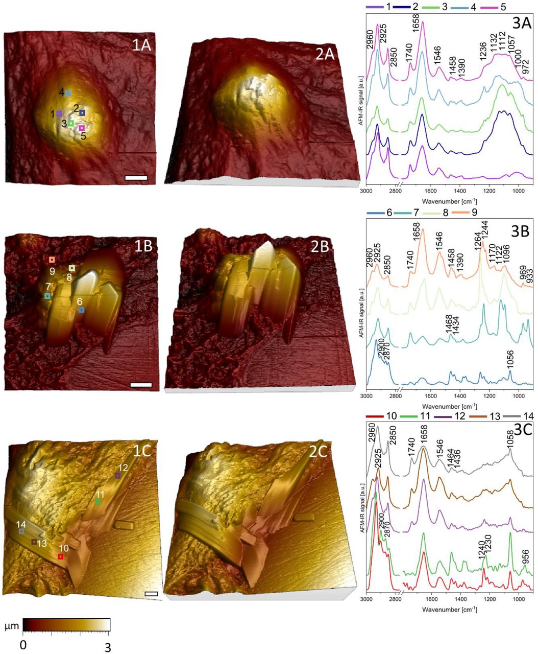 3D AFM visualization of morphological structures observed in peripheral glia cells after pre-incubation with 3 µM CBD followed by 50µM d6-cholesterol treatment (1A-2C). Local AFM-IR spectra correspond to the points and colors indicated on each topography map (3A-C). Scale bar equals 2µm.