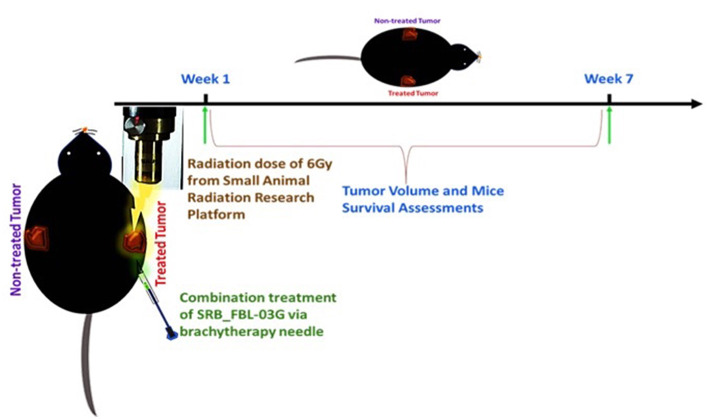 Schematic diagram showing the treatment design with radiotherapy and/or intra-tumor injection of FBL-03G/SRB_FBL-03G for subcutaneously inoculated pancreatic adenocarcinoma tumors. Week 1 represents the treatment week as depicted above after pancreatic cancer (KPC) tumor reached 3.5–4 mm in diameter. The treatment parameters included a single fraction of 6Gy dose of radiotherapy followed by either an inoculation of flavocure drug (FBL-03G) or an implant of smart radiotherapy biomaterials loaded with similar concentration of the drug, FBL-03G. Tumor volume and mice survival were assessed for up to 7-weeks post treatment.
