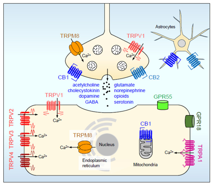 Target diversity of cannabinoid receptor ligands. These bind to, and affect the function of, presynaptic, postsynaptic, membrane and intracellular receptors and ion channels. Receptor ligands retrogradely inhibit 8 neurotransmitter systems, influence extracellular and intracellular cation exchanges (primarily Ca2+), have an impact on the energy metabolism of neurons and mediate communication with glia cells. The spectrum of effects is cannabinoid ligand-specific and depends largely on the cell types and their physiological state. For details see text.