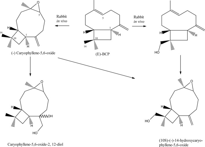 The metabolism of (E)‐BCP in rabbits. Based on Asakawa et al. (1986). BCP, β‐caryophyllene.