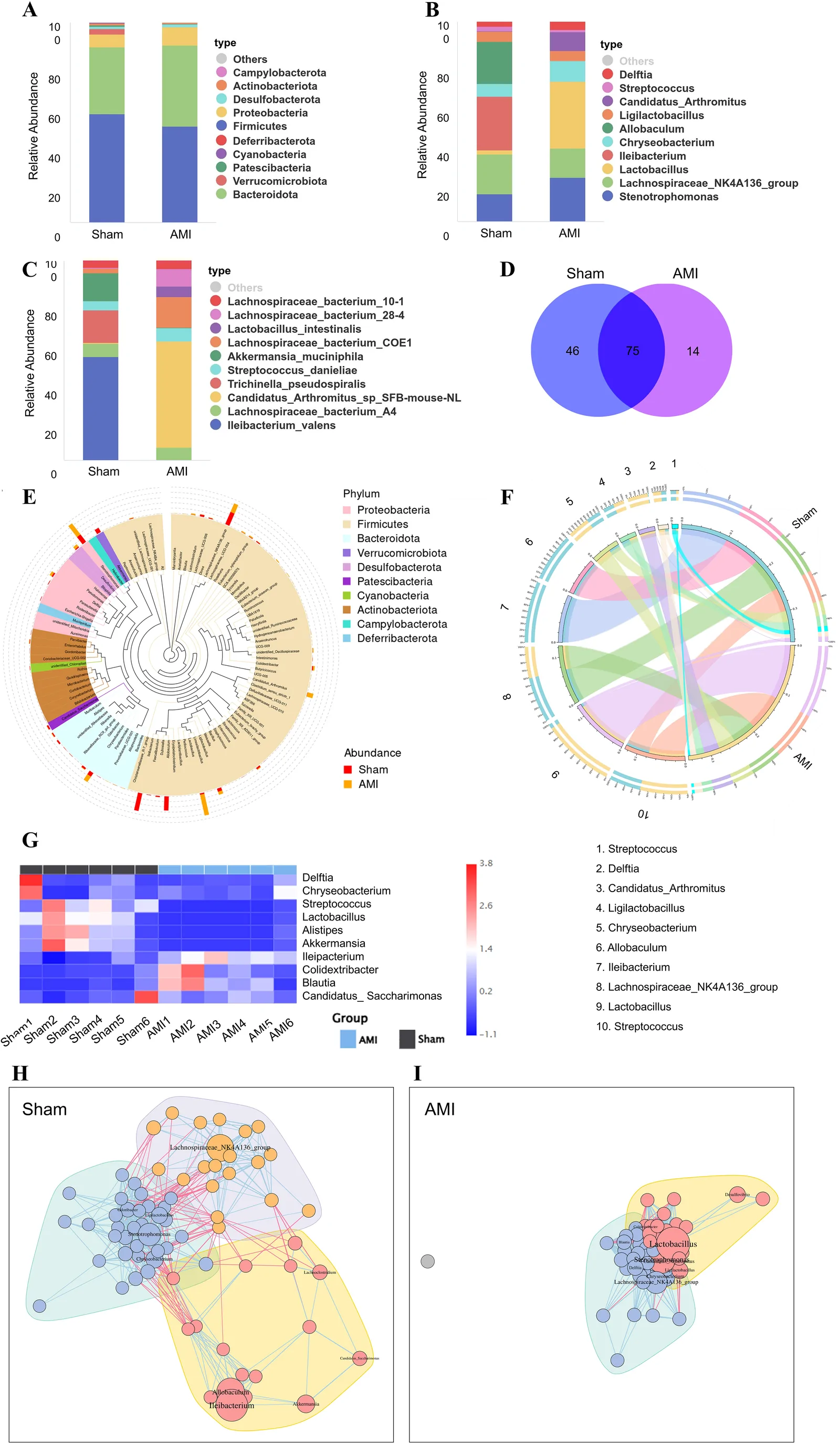 Panel A shows a stacked bar chart comparing phylum-level bacterial relative abundance between Sham and AMI groups. Panel B displays genus-level abundance in the same groups. Panel C gives species-level abundance comparisons. Panel D presents a Venn diagram with overlapping and unique species between Sham and AMI. Panel E features a cladogram color-coded by phylum, highlighting differing abundant bacteria by group. Panel F presents a circular chord diagram linking genera between AMI and Sham. Panel G is a heatmap visualizing genus abundance, sorted by group and sample. Panel H displays a co-occurrence network for the Sham group, while panel I shows the network for the AMI group.