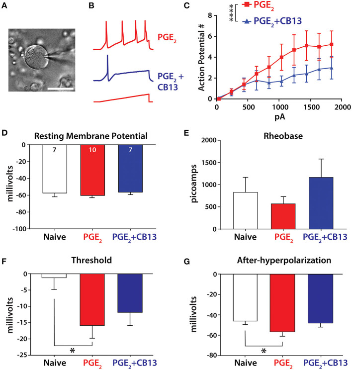 CB13 reduces PGE2-induced sensitization of primary sensory neurons. (A) Image of hDRG neuron under patch clamp. Scale bar = 50 μm. (B) Example traces from PGE2 and PGE2+CB13-treated cells showing action potential discharge. A 500-ms ramp current protocol increased 200 pA in each step. (C) Action potential discharge from stepwise increasing current ramp. Two-way ANOVA, p < 0.0001. (D) Resting membrane potential, cell numbers inset. (E) Rheobase determined as the minimum current applied as a 800-ms square pulse-stepped 100 pA per cycle to elicit an action potential. (F) Threshold was taken as the point where the first derivative of voltage exceeded 10 V/s on the first action potential from a ramp stimulus. One-way ANOVA with Tukey's multiple comparisons, p < 0.05. (G) After-hyperpolarization was the most negative voltage reached after an action potential was elicited from a short, 2-ms step protocol. One-way ANOVA with Tukey's multiple comparisons, *p < 0.05; ****p < 0.0001.