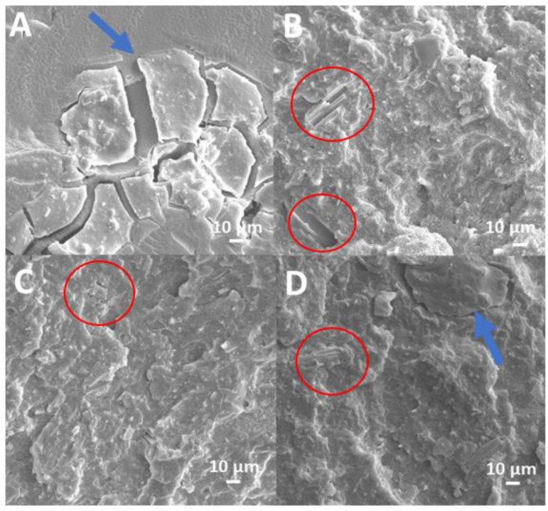 Typical SEM micrographs of fracture surfaces for EVA+HA (A), EVA/HHB 20 (B) and EVA/HHB40 (C), and EVA/HHB20+HA (D).