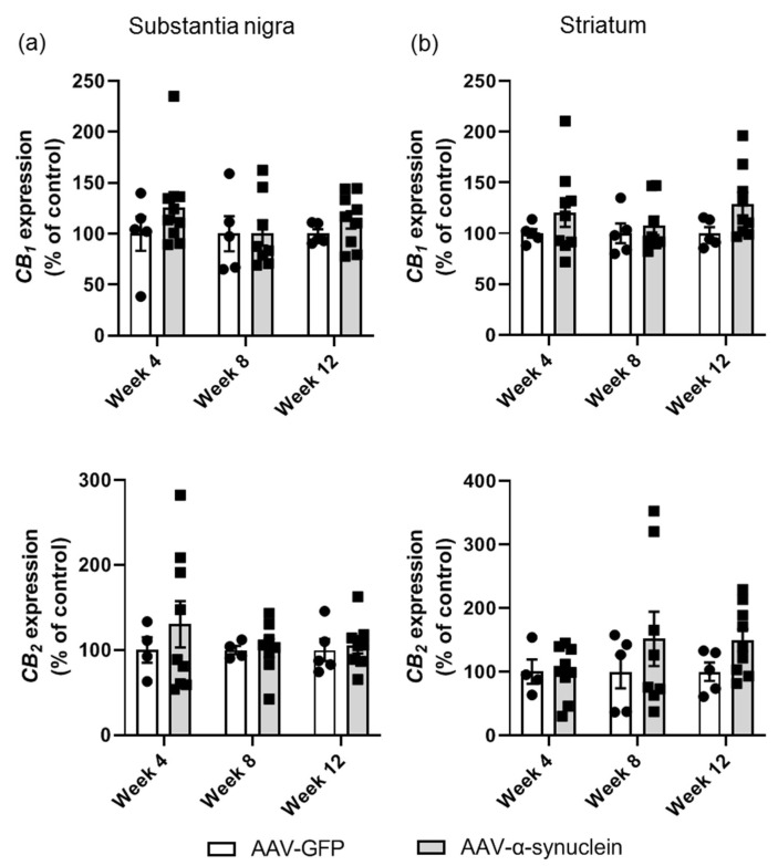 qRT-PCR analyses of cannabinoid receptor expression in the nigrostriatal pathway. There was no effect of AAV-α-synuclein expression on CB1 or CB2 gene expression in (a) the substantia nigra or (b) the striatum. Data are represented as mean ± SEM with 4–9 animals per group by two-way ANOVA.