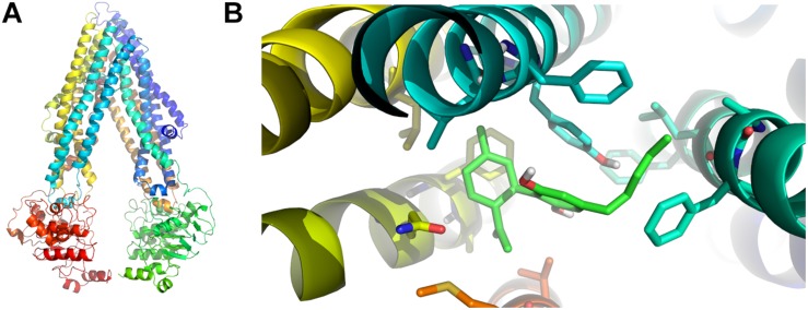 In silico binding between P-gp and CBD. (A) Homology model of human P-gp. (B) Predicted binding mode between CBD (light green) and P-gp amino acid residues in the binding foci. The aromatic residues shown in the figure correspond to Phe 728 and Tyr 307 (both in light blue), the latter of which seems to be involved in the most relevant specific interaction through pi stacking.