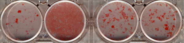 Oil Red O staining following differentiation of 3T3-L1 cells into adipocytes in the presence of (from left to right) vehicle (0.1% DMSO), rosiglitazone (10 μM), ODA (10 μM) or ODA (20 μM). The picture is representative of three replicates.