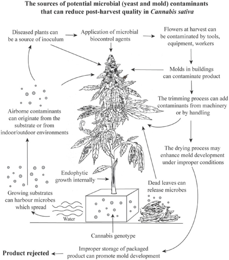 A summary of the potential variables and factors which can cause a build-up of total yeasts and molds in cannabis inflorescences, many of which were confirmed in this study. The overall increase in TYM levels can cause a product to fail to pass regulatory limits set by specific jurisdictions and cause the product to be rejected for sale.