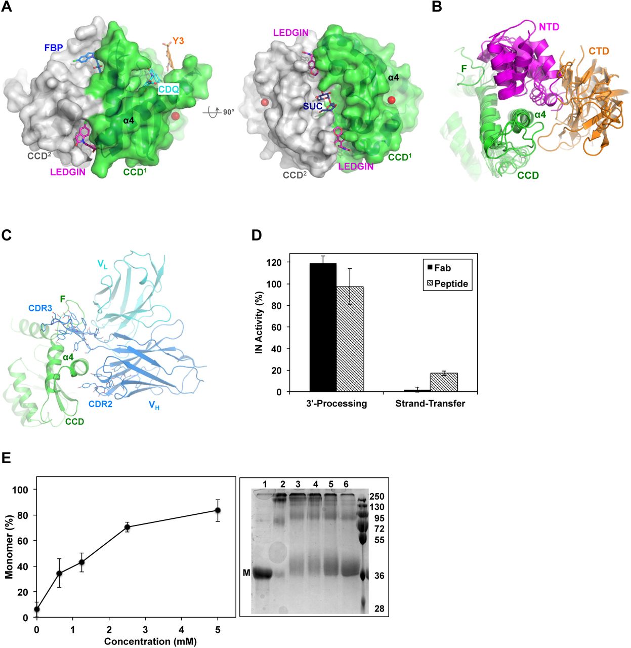 Allosteric sites of HIV-1 IN and the inhibition of IN activity.(A) Surface rendering of HIV-1 IN CCD dimer (PDB code: 3NF8) showing the various allosteric sites. LEDGIN (magenta sticks), FBP (blue sticks) and Y3 site bound to CDQ molecule (cyan sticks, PDB code: 3NF8) and Y3 molecule (orange sticks, modeled from PDB code: 1A5V). Sucrose (SUC, blue sticks, PDB code: 3L3V) is also modeled into the structure. Magnesium ion (red sphere) was superimposed from HIV-1 intasome (PDB code: 5U1C) to implicate the catalytic site. (B) Conservation of NTD (magenta) and CTD (orange) packing around α4 of CCD (green) at site-1. Structures are of HIV-1, MVV, RSV, MMTV and PFV intasomes (PDB codes: 5U1C, 5M0R, 5EJK, 3JCA, 3OS0, respectively). (C) Structure of IN CCD (green) bound to CDR3 and CDR2 of variable heavy (VH, blue) and light (VL, cyan) chains of Fab specific to site-1 (PDB code: 5EU7). Interacting Fab residues are shown with lines. F: finger loop. (D) IN catalytic activity as affected by Fab and the inhibitor peptide. Values are means of three repeats (± SEM). (E) Effect of peptide binding on IN multimerization. Values are means (± SEM) of band intensities from three SDS-PAGE gels resolving the various multimeric states of IN (right panel). Representative gel resolving the monomeric (M) form of uncross-linked sample of full length IN (lane 1) or cross-linked in the absence (lane 2) or presence of increasing concentrations of peptide (lanes 3-6). Molecular mass standards (kDa) are shown.