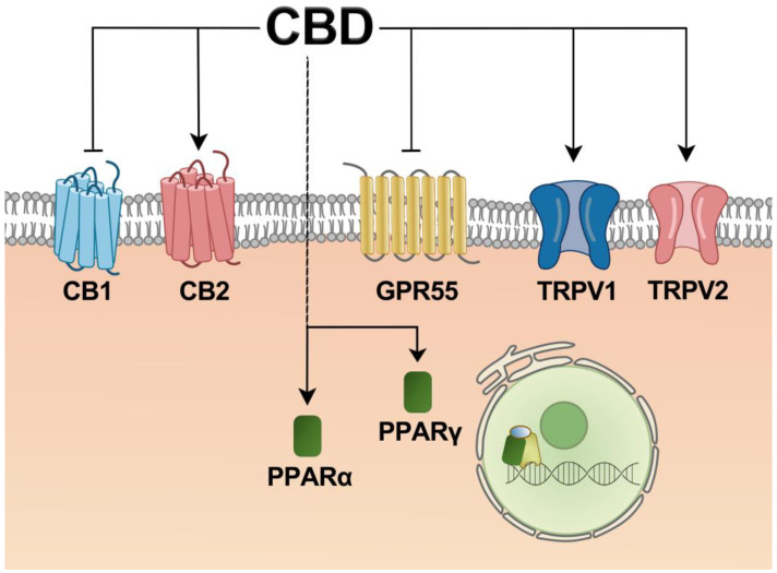Schematic representation of potential receptor of CBD in the liver. Abbreviations: CBD, cannabidiol; CB1, cannabinoid receptor 1; CB2, cannabinoid receptor 2; GPR55, G protein-coupled receptor 55; TRPV1, transient receptor potential vanilloid channel 1; TRPV2, short receptor possible vanilloid channel 2; PPARα, peroxisome proliferator-activated receptor α; PPAR γ, peroxisome proliferator-activated receptor γ.