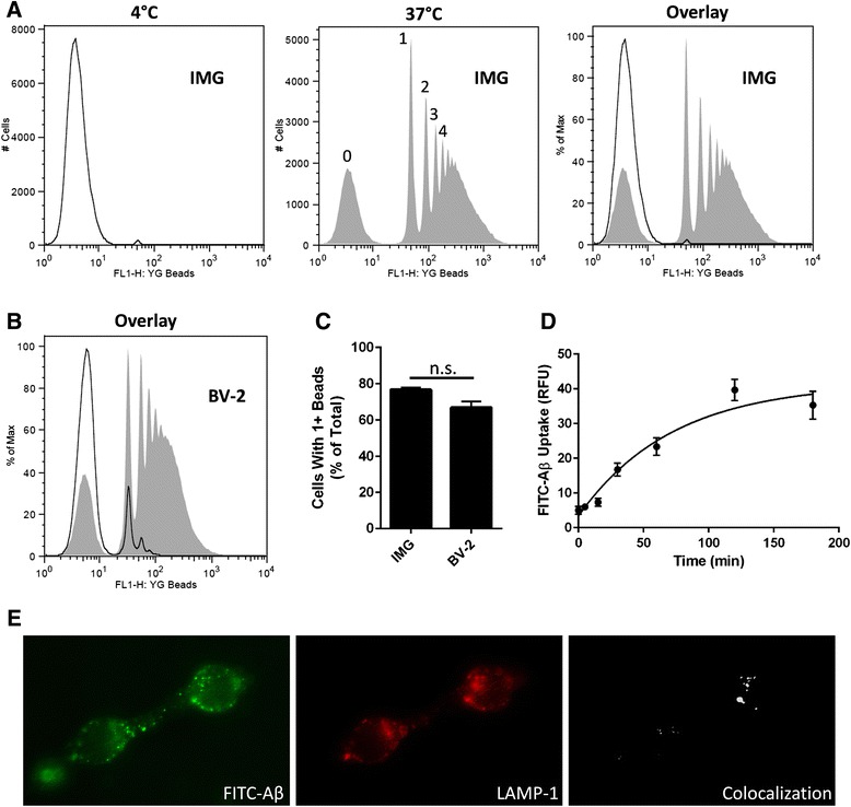 IMG cells retain phagocytic properties inherent in microglial cells. Phagocytosis of 1-μm fluorescent yellow-green latex beads (YG beads) by IMG (a) or BV-2 (b) cells as analyzed by flow cytometry. Cells were incubated with the YG beads for 1 h at either 4 °C (open trace) or 37 °C (gray fill) prior to analysis by flow cytometry. Each peak represents the IMG population which has ingested either 0, 1, 2, 3, or 4 beads, respectively. Each graph (a, b) is a representation of data from at least three biological replicates. c Percentage of cells which acquired ≥1 YG beads as analyzed by flow cytometry. d Kinetic analysis of oligomeric FITC-Aβ uptake by IMG. IMG cells were incubated with FITC-Aβ (1 μM) for the indicated times at 37 °C. IMG-associated FITC fluorescence was measured using a plate reader. e Subcellular localization of internalized FITC-Aβ was assessed using fluorescence microscopy. IMG cells were incubated for 1 h with FITC-Aβ (green) prior to being processed for microscopy. Phagolysosomes were identified using LAMP1 antibody (red). Areas of co-localization (white) were determined using ImageJ software. A paired t test was used to determine the significance of the data (n.s. is not significant). Data are represented as means ± s.d. (n = 3, experimental replicates)