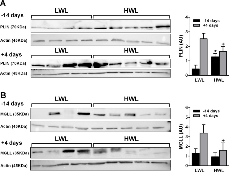 Protein expression of PLIN1 and MGLL in ATs collected at 14 d prepartum and 4 d PP from HWL and LWL cows.Cows were categorized as either high-weight loss (HWL, n = 9) or low-weight loss (LWL, n = 9) based on the percentage of BW loss between weeks 1 and 5 postpartum. The protein abundances of PLIN1 (A) and MGLL (B) were assessed by Western blotting analysis and corrected by β-actin as an internal standard. Samples for the western blot were prepared (×3.5), divided, and loaded to separate gels that ran simultaneously. The MGLL, PLIN1, and β-actin ran in parallel gels due to the proximity of the bands. Data represent the mean ± SEM. *P<0.05 in HWL vs. LWL AT prepartum. +P<0.1 in HWL vs. LWL AT postpartum.