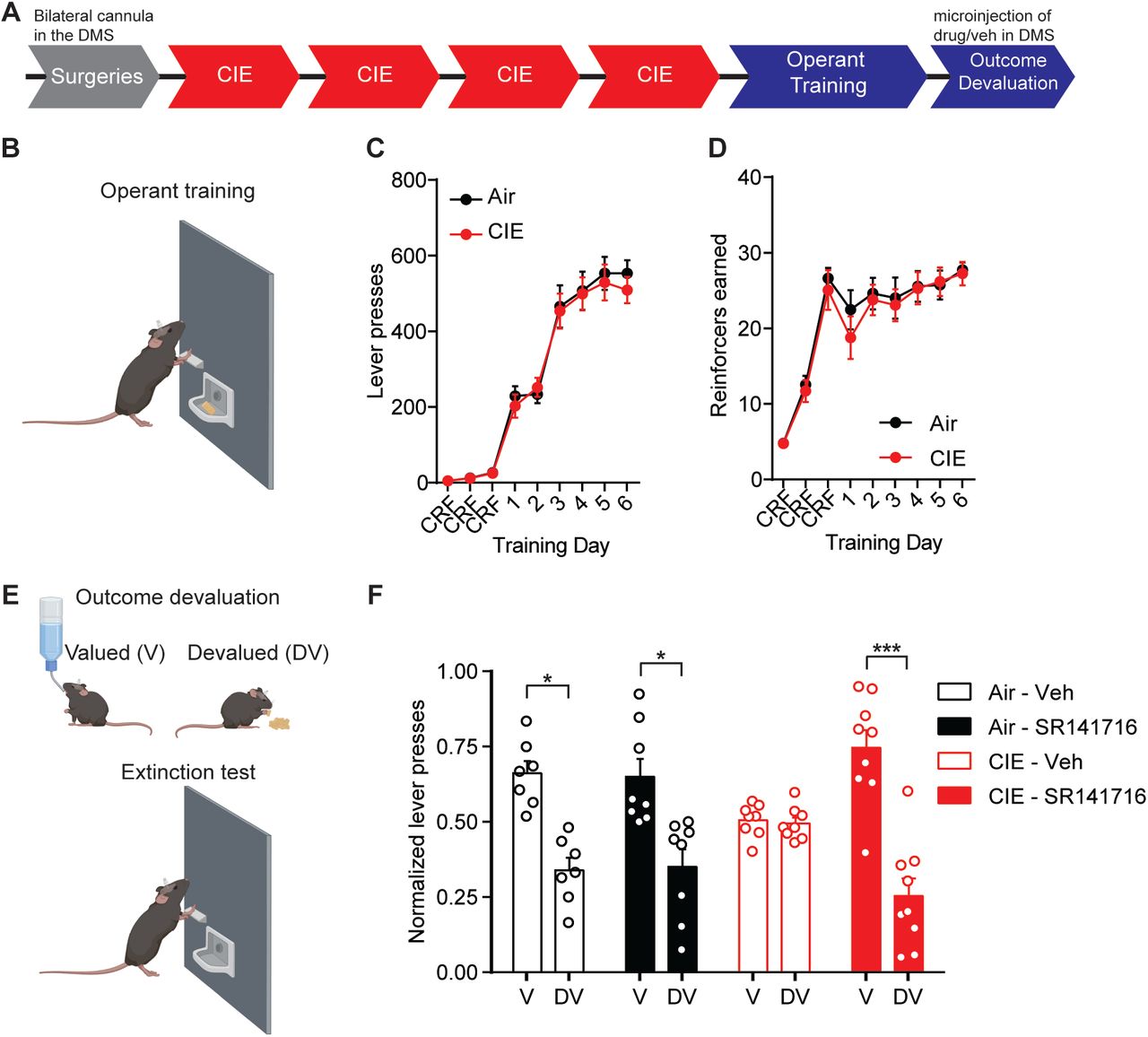 Blockade of CB1 receptors in the DS restores value-based decision-making in CIE mice.(A) Experimental timeline that includes surgeries followed by 4 cycles of CIE exposure, operant training and outcome devaluation (B) Schematic of mouse lever press training in which Air (Vehicle: n = 7 mice, SR141716: n = 8 mice, 3 vapor cohorts) and CIE mice (Vehicle: n = 8 mice, SR141716: n = 9 mice, 3 vapor cohorts) were trained under a random ratio schedule of reinforcement for a food reinforcer. (C) Lever presses during operant training in Air and CIE mice. (D) Reinforcers earned during operant training in Air and CIE mice. (E) Schematic of outcome devaluation procedure that includes one-hour access to sucrose (valued) or the reinforcer earned during training (devalued) followed by a 5 min extinction test. (F) Normalized lever presses showing the distribution of lever pressing between the valued and devalued day in Air and CIE mice that received microinjections (300 nL) of vehicle or SR141716 (2 μM). Data points and bar graphs represent mean ± SEM. Bonferroni-corrected post-hoc test of repeated-measures ANOVA, *p < 0.05, ***p < 0.001.