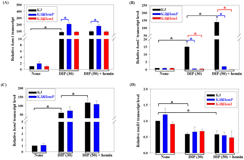 Bar charts labeled A to D compare transcript levels of heme-related genes across three conditions: None, DIP 30, and DIP 50 plus hemin. They display data for KJ, KJ∆HemP, and KJ∆HemI, represented by black, blue, and red bars, respectively. Significant differences are marked with asterisks.
