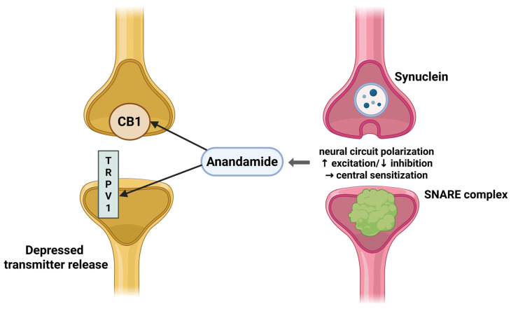 Postsynaptic anandamide release modulates presynaptic CB1/TRPV1, leading to depressed transmitter release and neural circuit polarization underlying central sensitization. Created in BioRender online application, available at https://app.biorender.com/ (accessed on 28 August 2025).