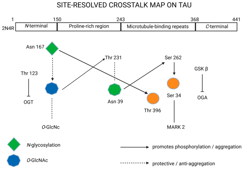 Site-resolved crosstalk on tau protein. Created in BioRender. Iordache, M. (2025) https://BioRender.com/zq3mkae (accessed on 18 October 2025). 2N4R, tau isoform with 2 N-terminal inserts and 4 microtubule-binding repeats; Asn, asparagine; C-terminal, carboxy-terminal region; GSKβ, glycogen synthase kinase 3-β; MARK2, microtubule affinity-regulating kinase 2; N-glycosylation, N-linked glycosylation; N-terminal, N-terminal region; OGA, O-GlcNAcase; O-GlcNAc, O-linked N-acetylglucosamine; OGT, O-GlcNAc transferase; Ser, serine; Thr, threonine.
