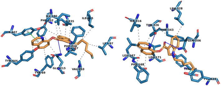 3D protein interactions of 5F‐PB‐22 (3) with residues in the active site of MAO‐A (left) and MAO‐B (right) from docking studies. Hydrophobic interactions have been represented with dashed grey lines, hydrogen bonds with solid blue lines and pi‐stacking interactions with solid green lines. Structure figures were generated using pymol (The PyMOL Molecular Graphics System, Version 2.4.1, Schrödinger, LLC, New York, NY, USA).