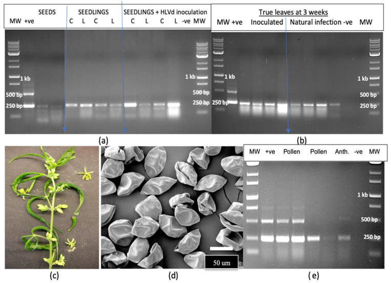 Detection of hop latent viroid in hemp seeds, seedlings and pollen grains. (a) The viroid was detected in seeds, cotyledons (C) and leaves (L) of seedlings from natural infection, and in cotyledons and leaves of seedlings following artificial inoculation (+HLVd). (b) Detection of HLVd in true leaves from artificially inoculated and naturally infected seeds. (c) A hemp plant producing male flowers and pollen. (d) Pollen grains from anthers following air-drying. (e) RT-PCR analysis shows the presence of HLVd in pollen and in anthers of hemp.