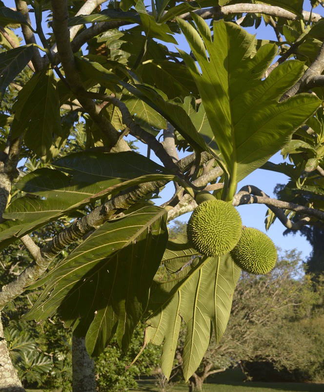 Artocarpus camansi, showing the individual used for sequencing. Photo by D. Ragone, NTBG accession 960576.001.